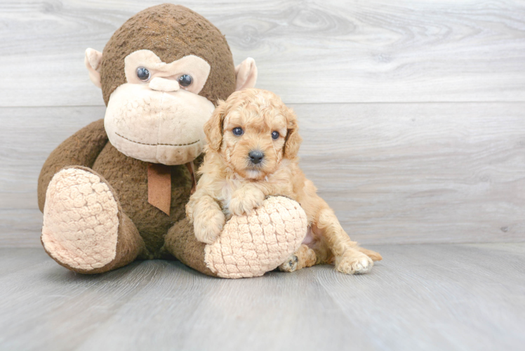 Hypoallergenic Cavoodle Poodle Mix Puppy