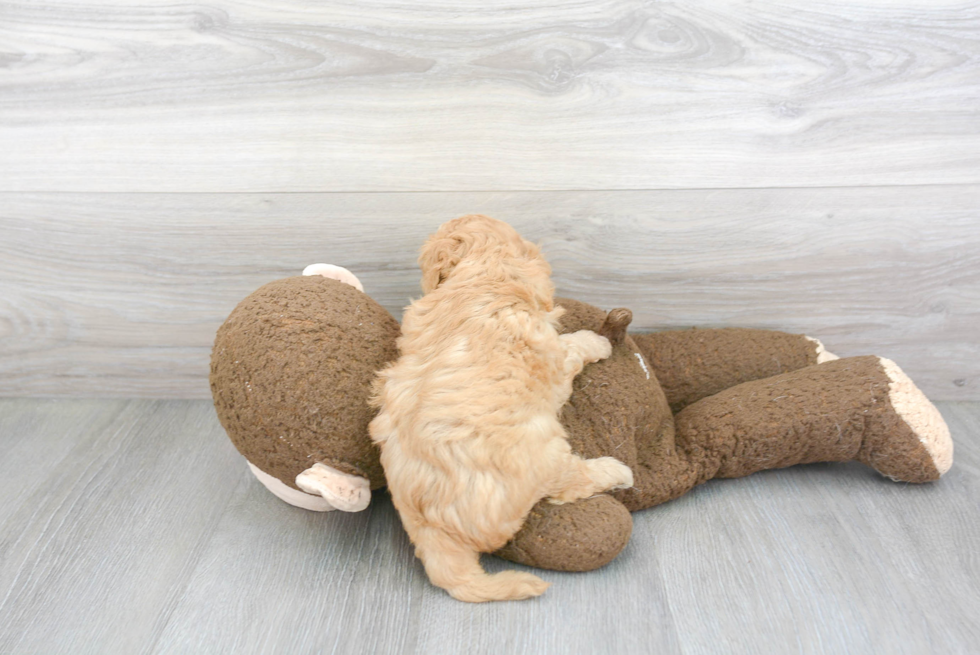 Petite Cavapoo Poodle Mix Pup