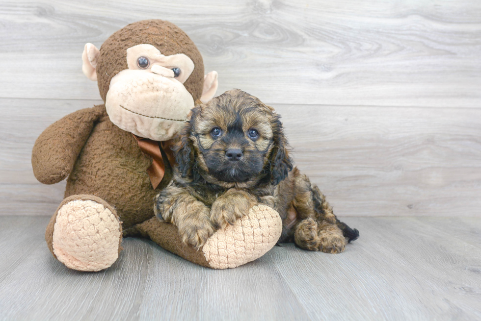 Petite Cavapoo Poodle Mix Pup