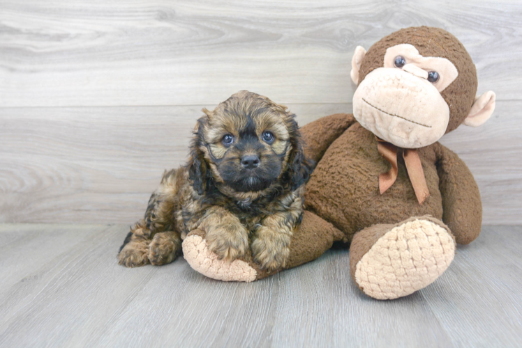 Smart Cavapoo Poodle Mix Pup