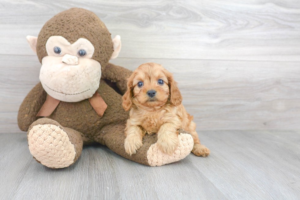 Friendly Cavapoo Baby