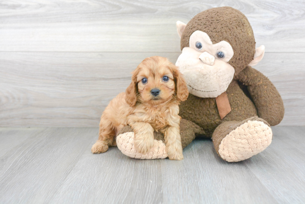 Best Cavapoo Baby