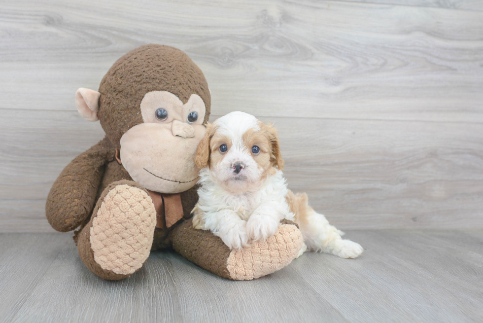 Cavapoo Pup Being Cute