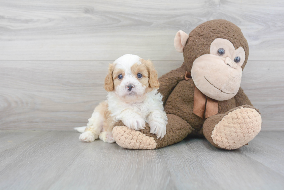 Cavapoo Pup Being Cute