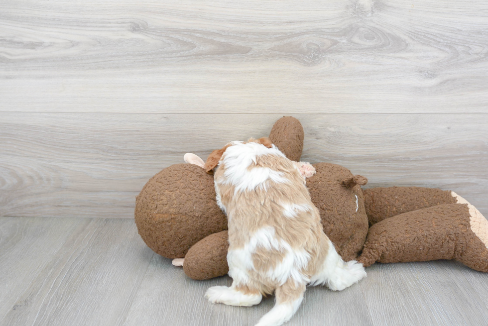 Playful Cavoodle Poodle Mix Puppy