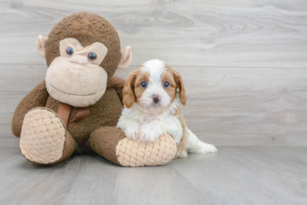 Fluffy Cavapoo Poodle Mix Pup