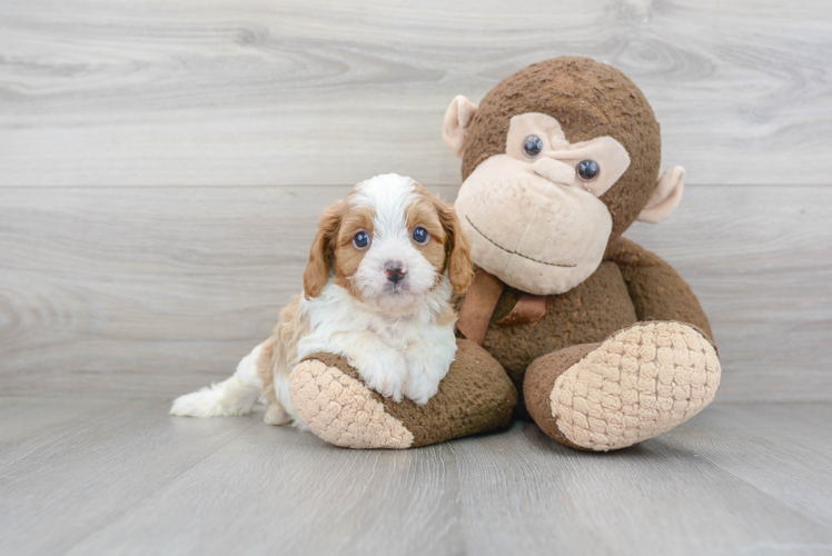 Cavapoo Puppy for Adoption