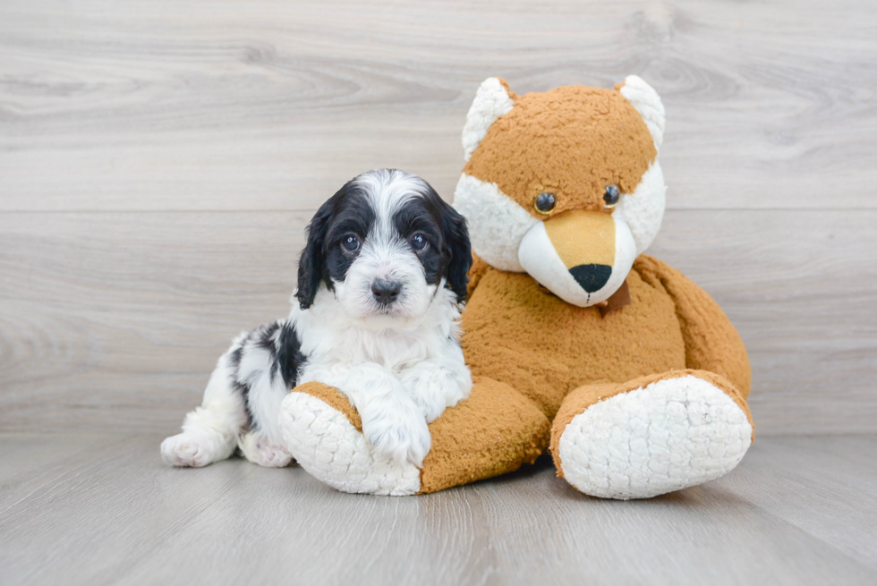 Funny Cavapoo Poodle Mix Pup