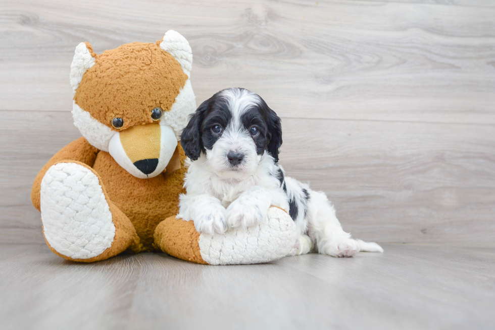 Petite Cavapoo Poodle Mix Pup