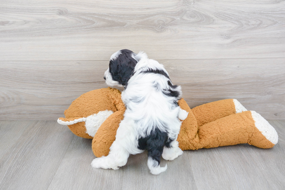 Cavapoo Puppy for Adoption