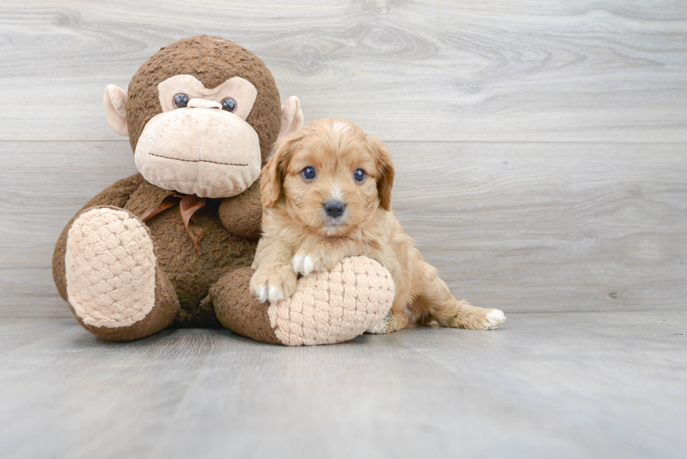 Cavapoo Puppy for Adoption