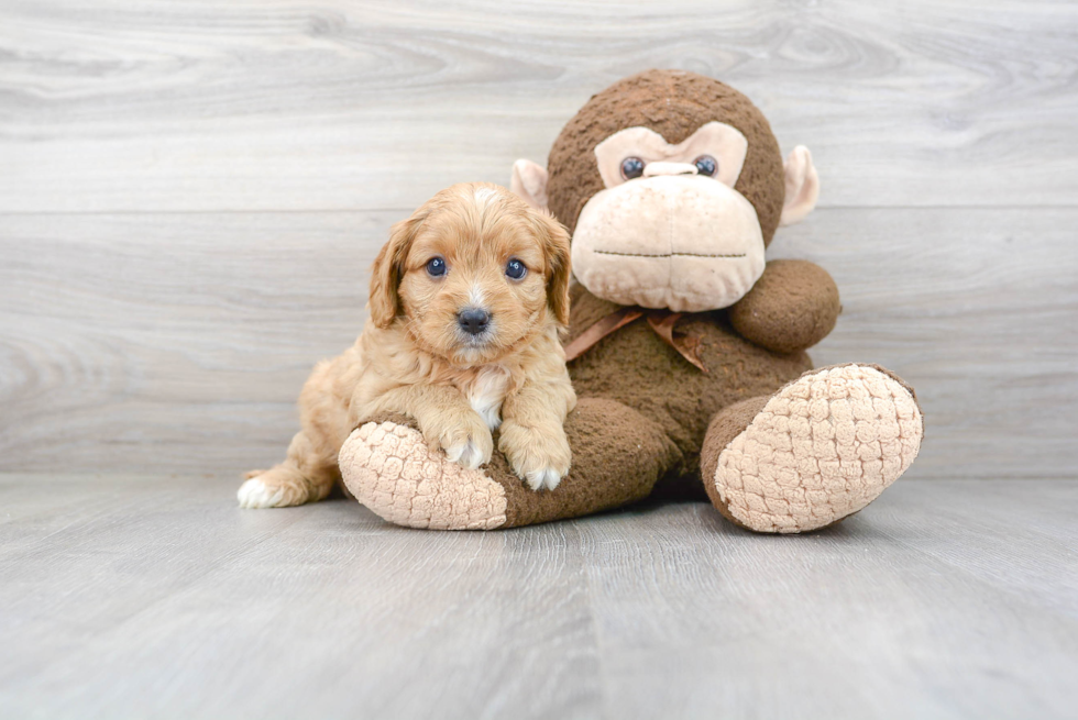 Funny Cavapoo Poodle Mix Pup