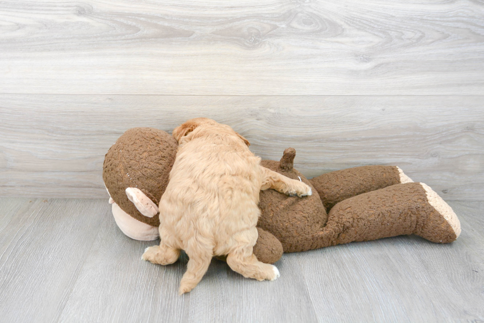 Smart Cavapoo Poodle Mix Pup