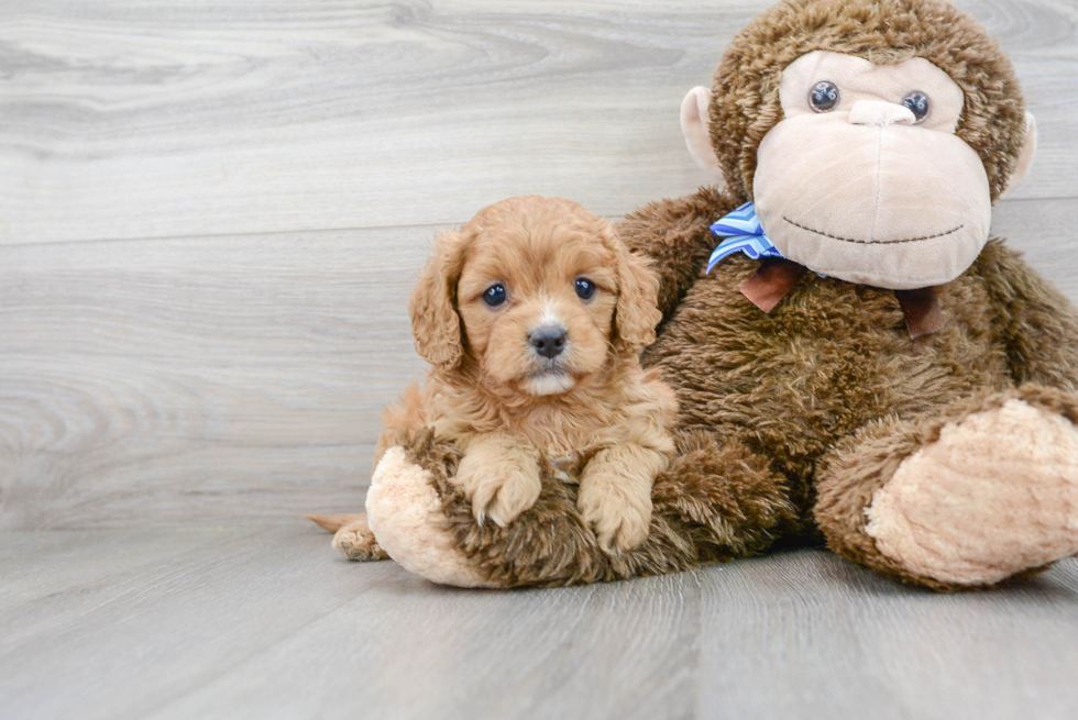 Best Cavapoo Baby