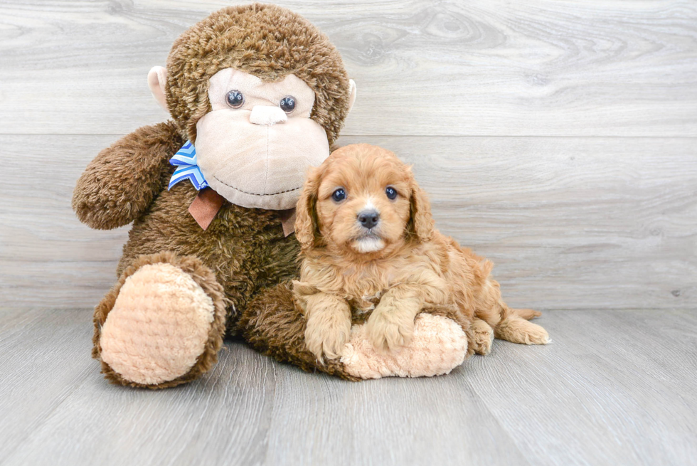 Cavapoo Pup Being Cute