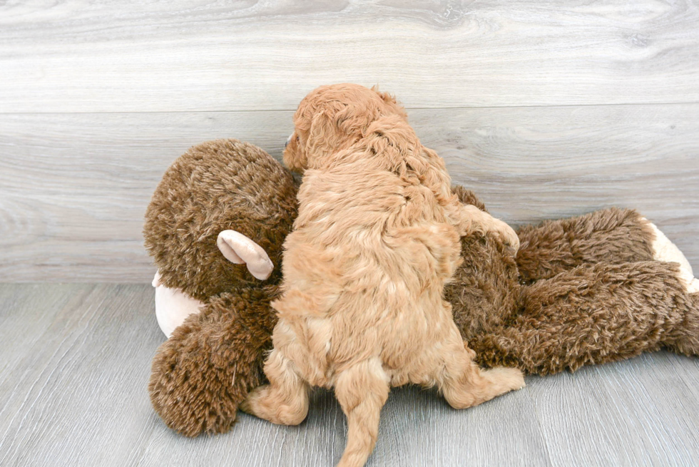 Happy Cavapoo Baby