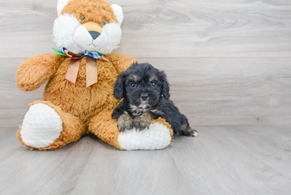 Best Cavapoo Baby