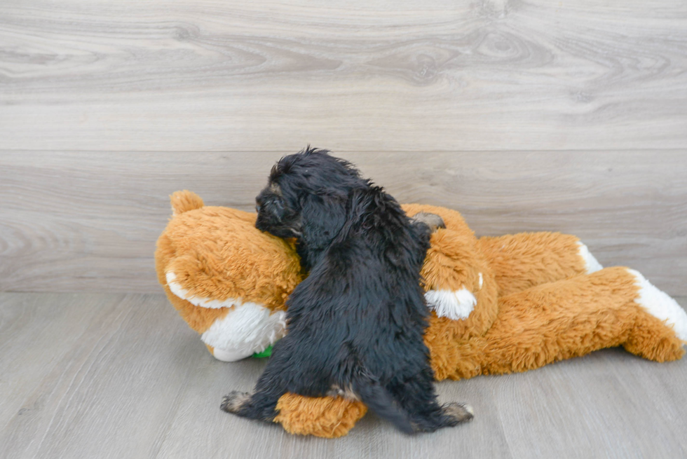 Best Cavapoo Baby