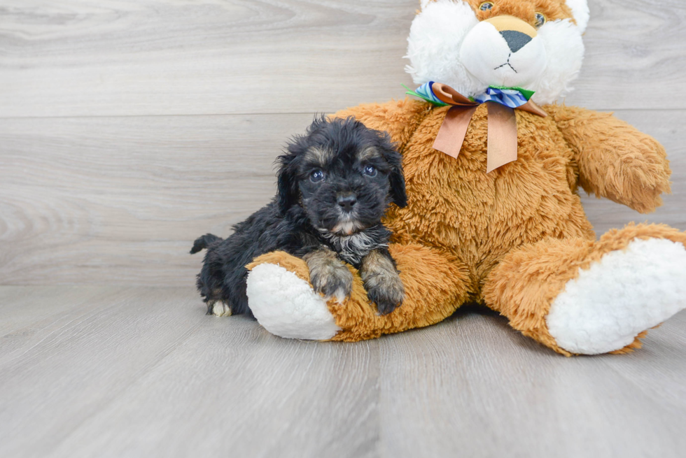 Best Cavapoo Baby