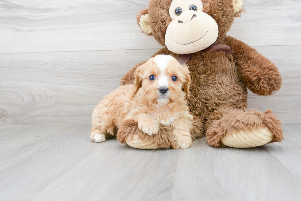 Happy Cavapoo Baby