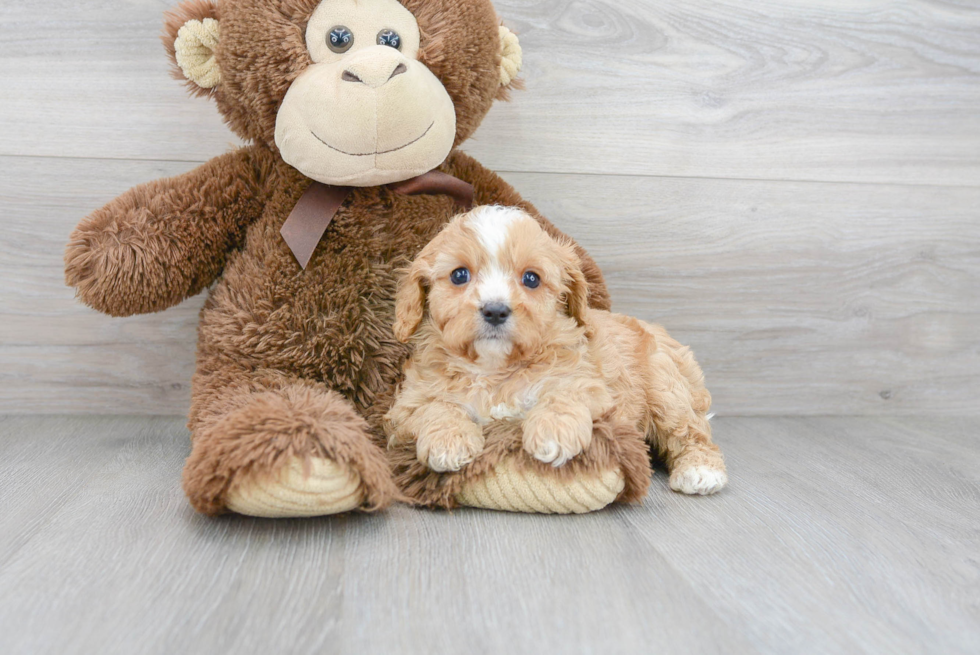 Happy Cavapoo Baby