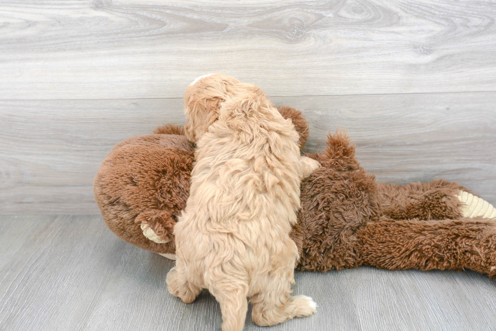 Cavapoo Pup Being Cute