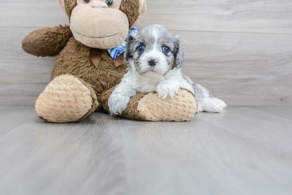 Smart Cavapoo Poodle Mix Pup