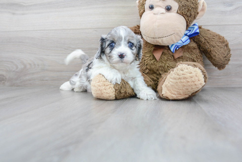 Cavapoo Puppy for Adoption