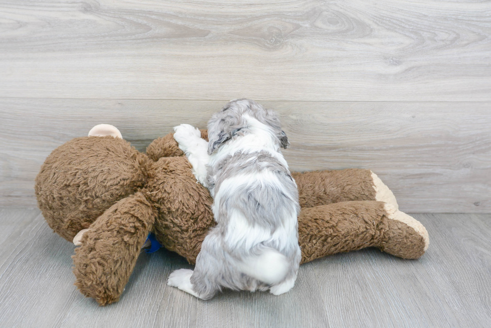 Cavapoo Puppy for Adoption