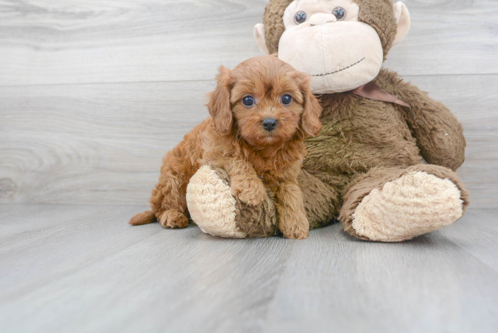 Petite Cavapoo Poodle Mix Pup