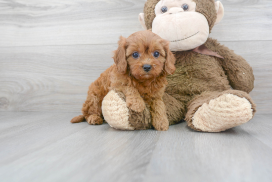 Petite Cavapoo Poodle Mix Pup