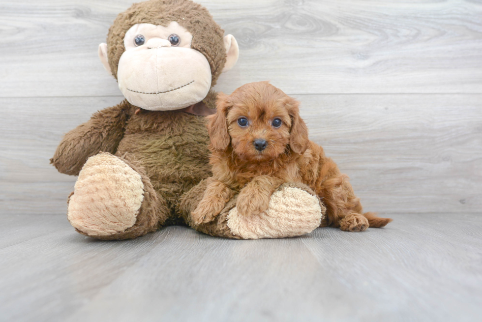 Small Cavapoo Baby