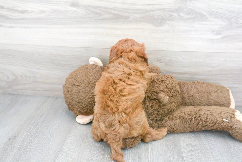 Energetic Cavoodle Poodle Mix Puppy