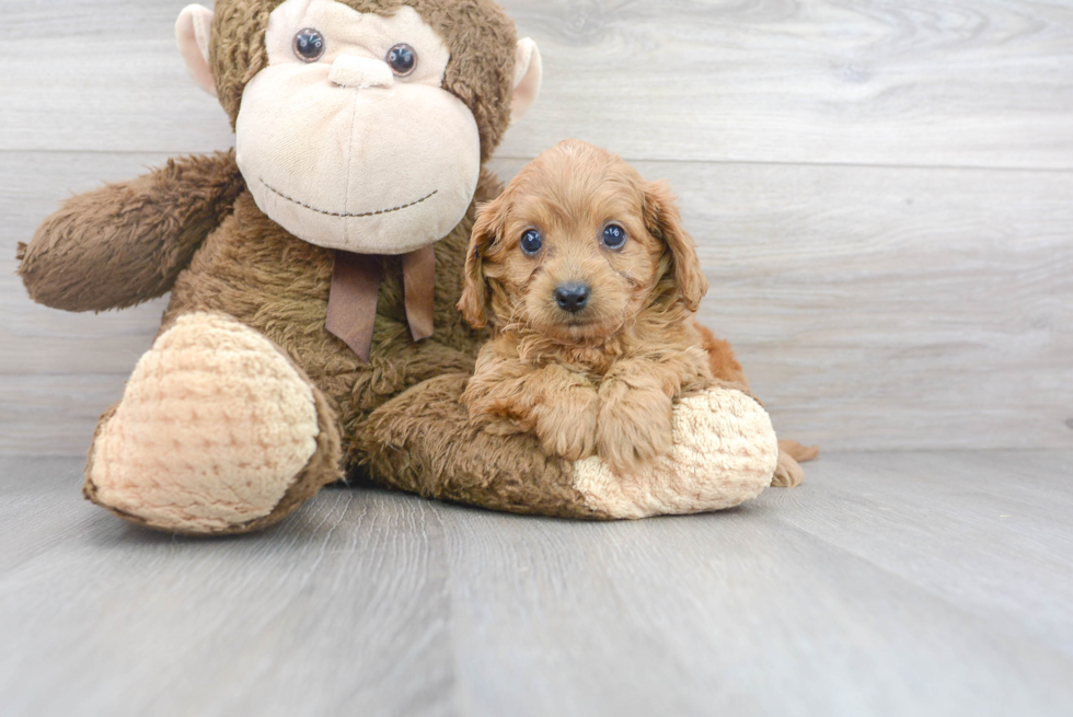 Sweet Cavapoo Baby