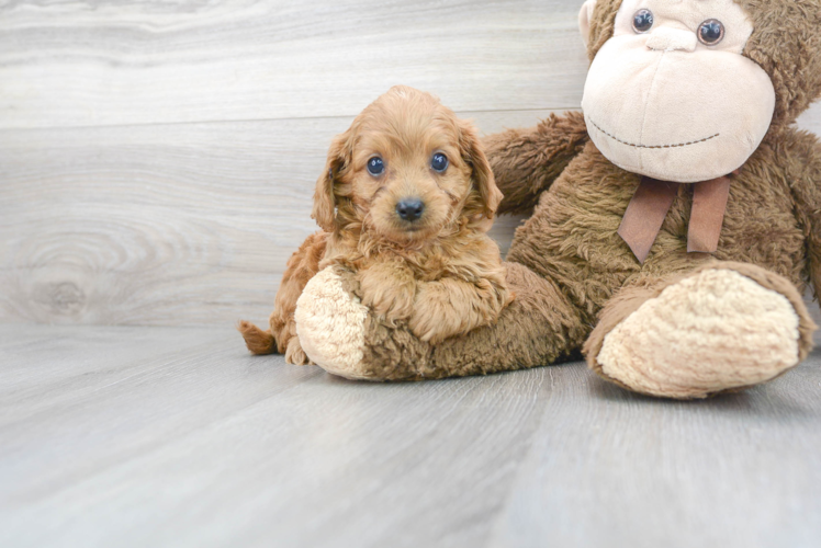 Playful Cavoodle Poodle Mix Puppy