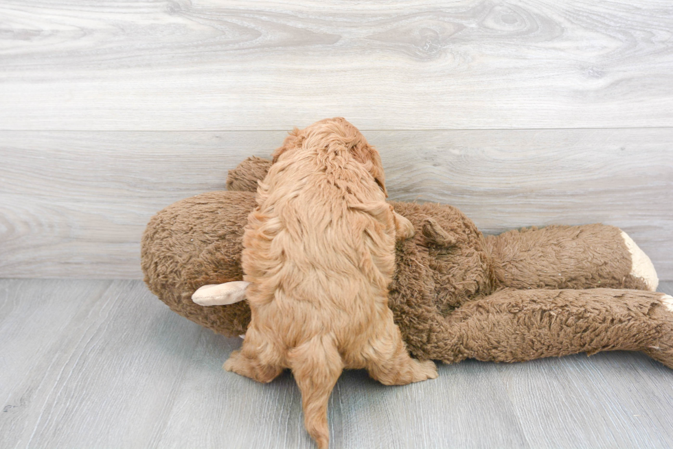 Cavapoo Pup Being Cute