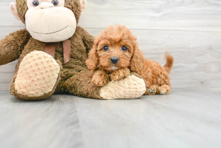 Small Cavapoo Baby