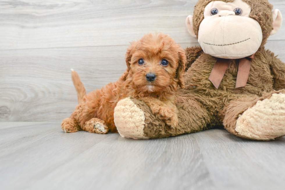 Funny Cavapoo Poodle Mix Pup