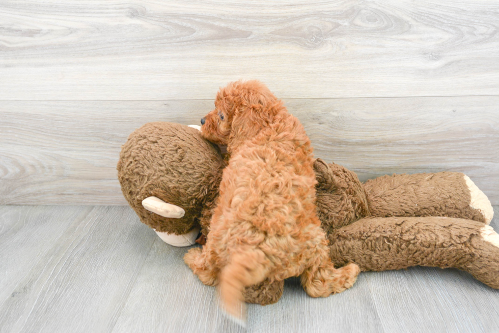 Cute Cavapoo Baby