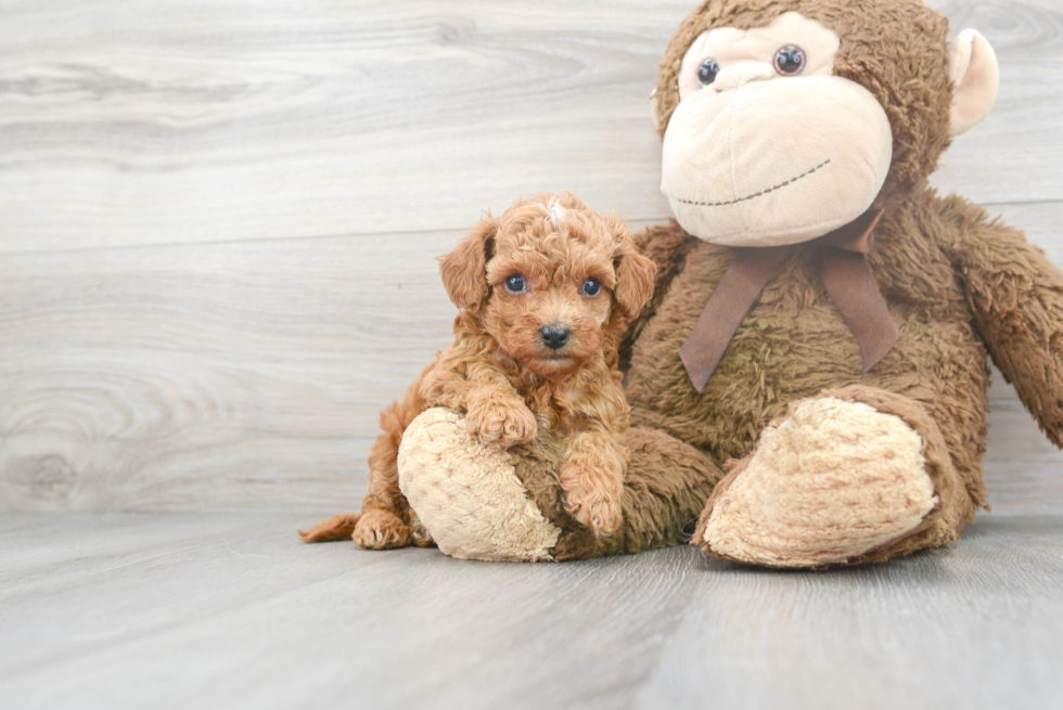 Cavapoo Puppy for Adoption