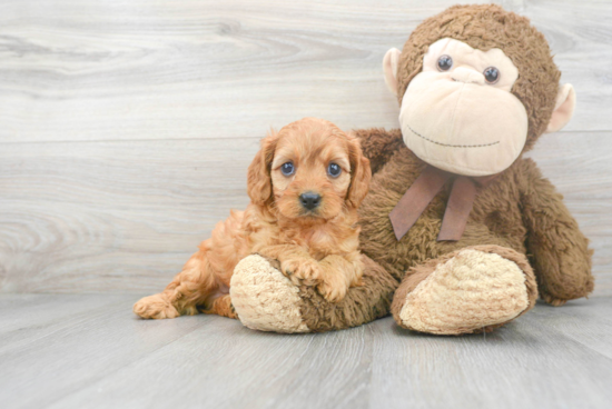 Cavapoo Pup Being Cute