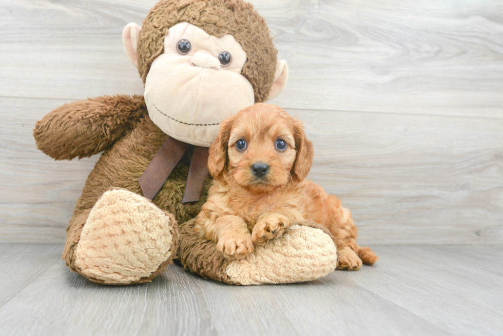 Best Cavapoo Baby