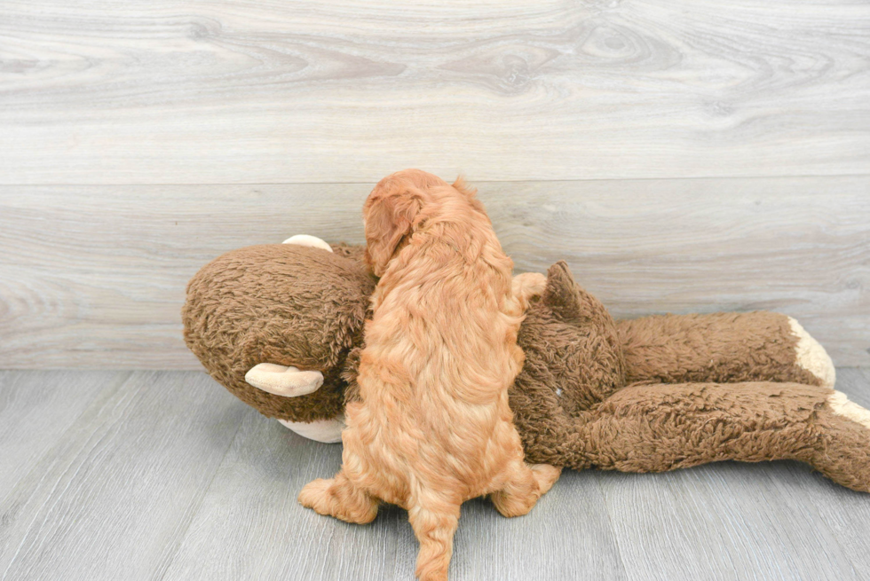 Hypoallergenic Cavoodle Poodle Mix Puppy