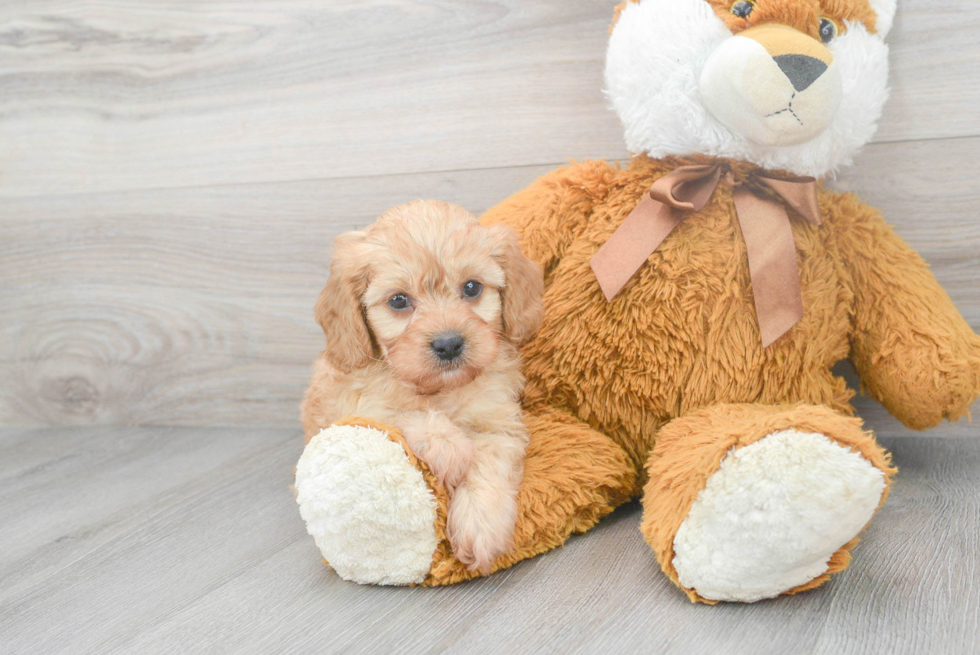 Small Cavapoo Baby