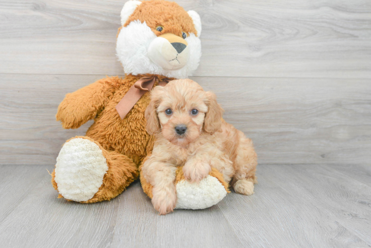 Adorable Cavoodle Poodle Mix Puppy