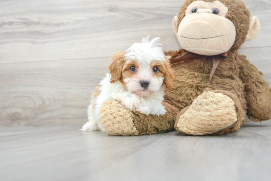 Cavapoo Pup Being Cute