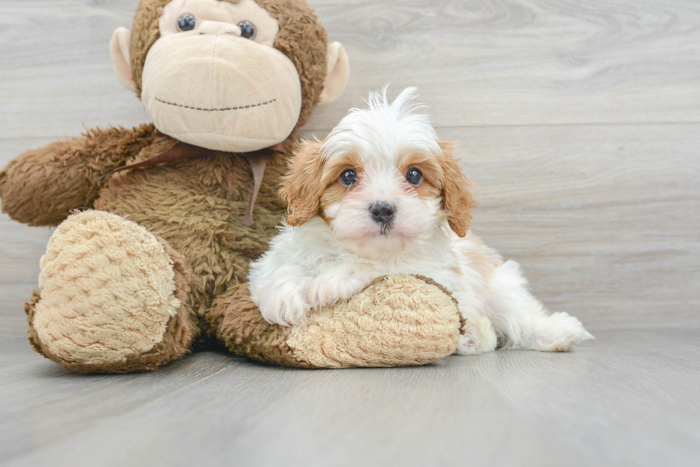 Best Cavapoo Baby