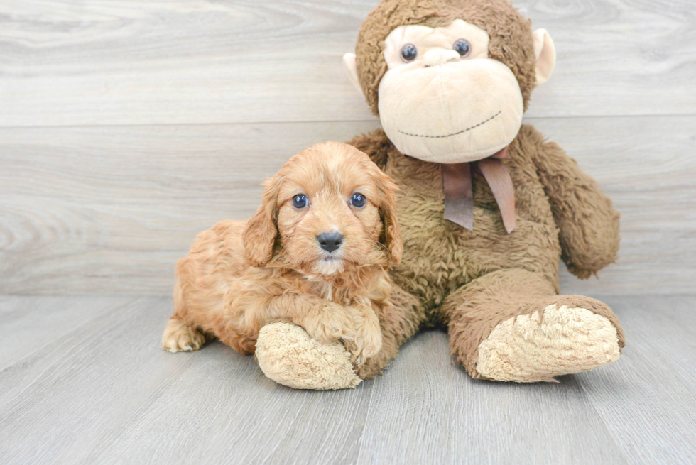 Cavapoo Puppy for Adoption