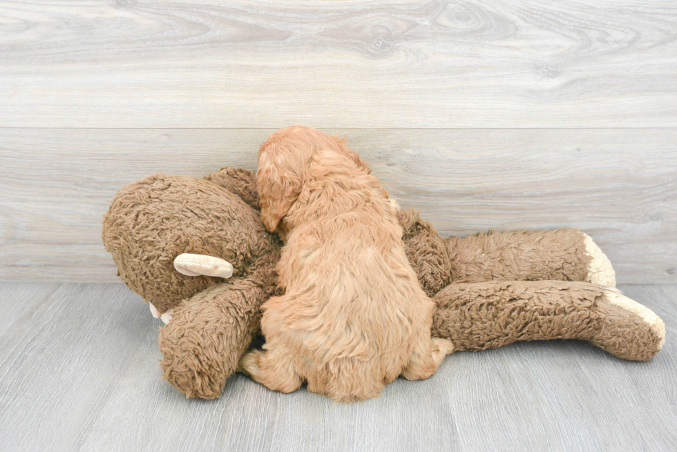 Friendly Cavapoo Baby