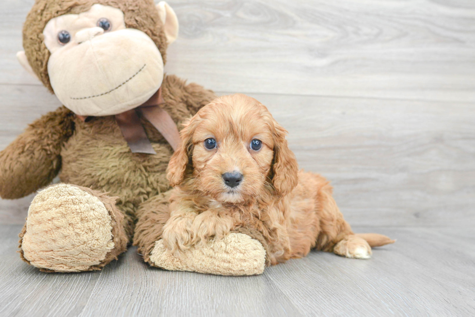 Cute Cavapoo Baby